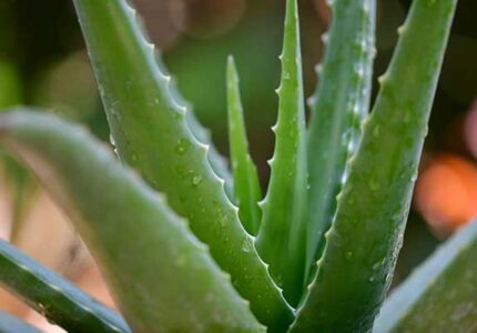 aloe-vera